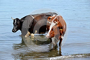 Two cows standing in sea water to escape the heat on a hot day. local beach, Japanese sea, Russia.