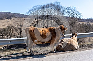 Two cows are standing on the side of a motorway