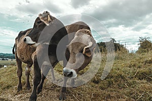 Two cows standing together against cold wind