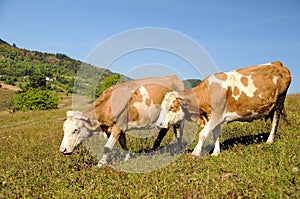 Two cows in a summer landscape