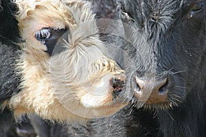 Two Cows Touching Noses