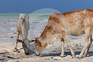 Two cows on tropical beach. Grey and brown cows on Zanzibar coast. Cow and calf drink salt water against Indian Ocean background.