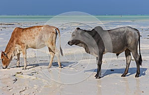 Two cows on tropical beach. Grey and brown cows on Zanzibar coast. Cow and calf drink salt water against Indian Ocean background.