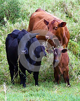 Two cows, two calves