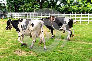 Two cows walking in a field inside a ranch.