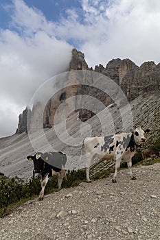 Two cows walking in front of Tre Cime di Lavaredo, the Dolomites, Italy