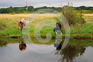 Two cows by water. Baltic spit, Baltiysk, Russia