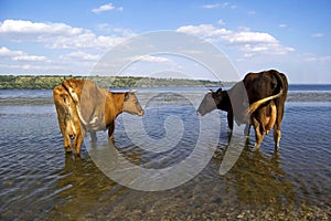 Two cows at a watering place, picturesque landscape, summer day near the water