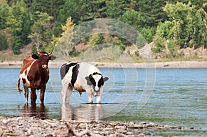Two cows at a watering place by the river. Brown and variegated. Country style. In the background, the river bank and pine forest