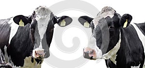 Two cows on a white background