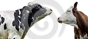 Two cows on a white background isolated