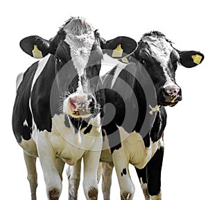 Two cows on a white background