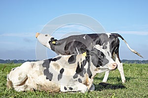 Two cows, young cow does moo, head raised, one other cow lies in front, black and white, in a pasture, blue background