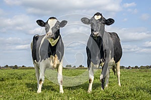 Two cows, youngsters, looking curious and cheerful together, black and white in a green field and blue sky and a straight