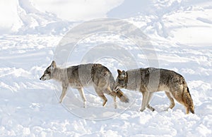 Two coyotes Canis latrans on white background walking and hunting in the winter snow