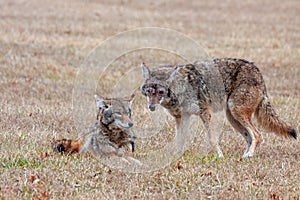 Two Coyotes in an Open Prairie