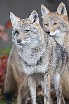 Two coyotes on the prowl in vertical format photo