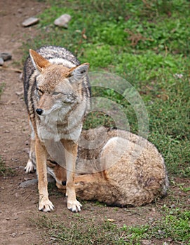 Two coyotes in refugee ZOO photo