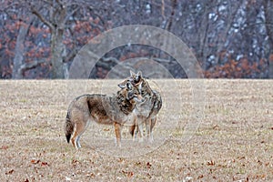Two Coyotes in an Open Prairie photo