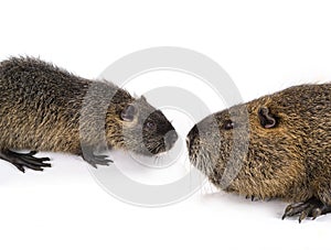 Two Coypu Myocastor coypus