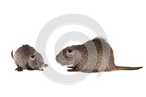 Two Coypu Myocastor coypus