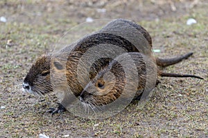 Coypu Nutria in Prague city