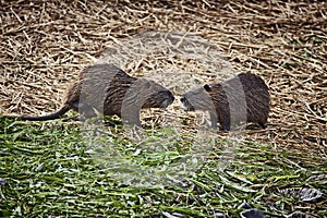 Two coypus, similar at large rats, watching heach other not in a