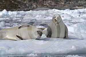 Two crabeater seal on an ice floe photo
