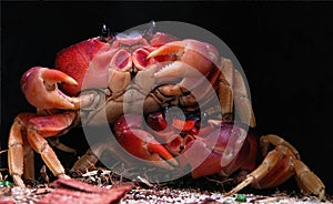 Two Crabs photo