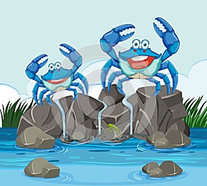 Two crabs on rocks