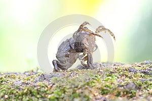 Two crabs shows an expression ready to attack.