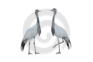 Two crane anthropoides virgo isolated on white background