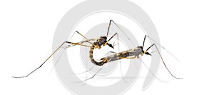 Two Crane fly, daddy-longlegs, mating, isolated