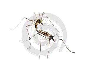 Two Crane fly, daddy-longlegs, mating, isolated