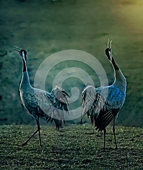 Cranes are dancing in the morning light.