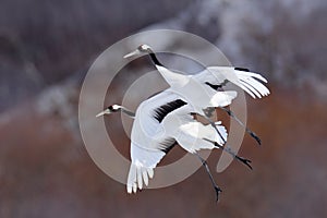 Two cranes in fly. Flying white birds Red-crowned crane, Grus japonensis, with open wing, trees ad snow in background, Hokkaido photo