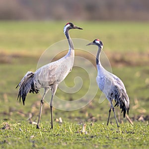 Two cranes in green grass field