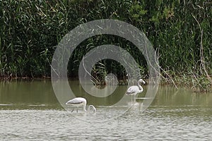 Two cranes in one of the lagoons of the El Hondo natural park photo