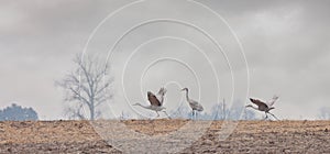 Two Cranes Prepare for Flight