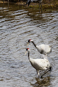 Two cranes walking in the water