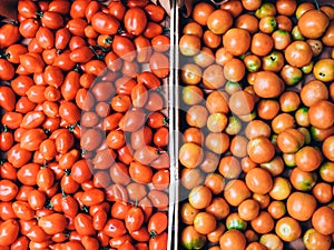 Two crates of fresh Italian yellow and red tomatoes