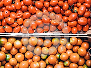 Two crates of fresh Italian yellow and red tomatoes