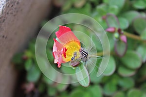 Two Crawlies working on one Flower