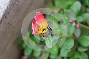 Two crawlies working together on one flower