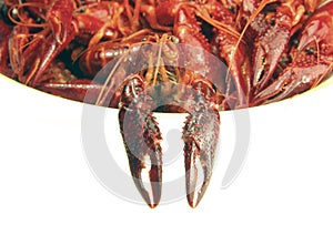 Two Crayfish cooked