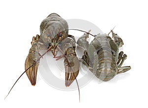 Two crayfishes