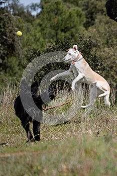 Two crazy crossbred dogs playing and jumping with stick