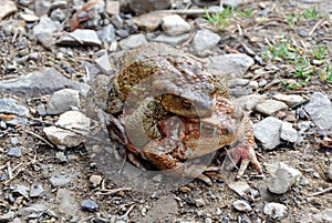 Two crazy spring frogs