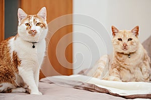 Two cream coloured cats resting on bed at home, younger closer one in focus