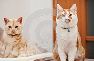 Two cream coloured cats resting at home, younger closer one in focus.